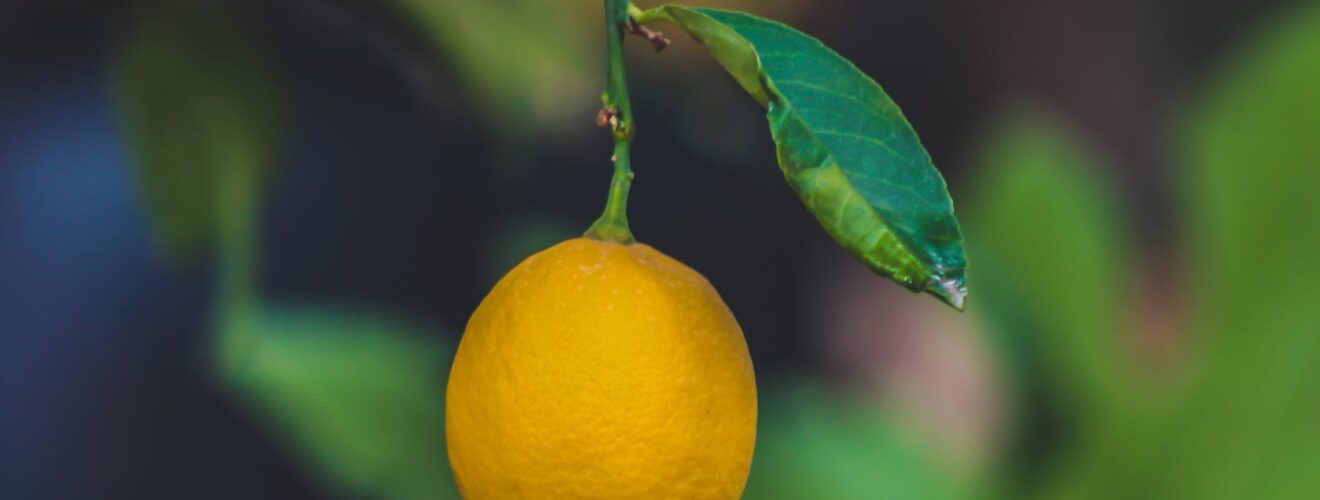 focus photo of a ripe lemon fruit