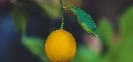 focus photo of a ripe lemon fruit